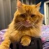 orangetabbycats